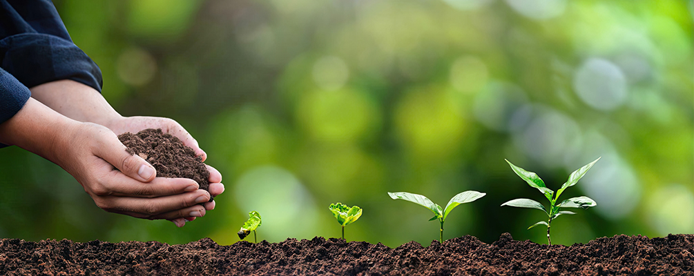 Landscape & Gardener Services Saudi Arabia KSA