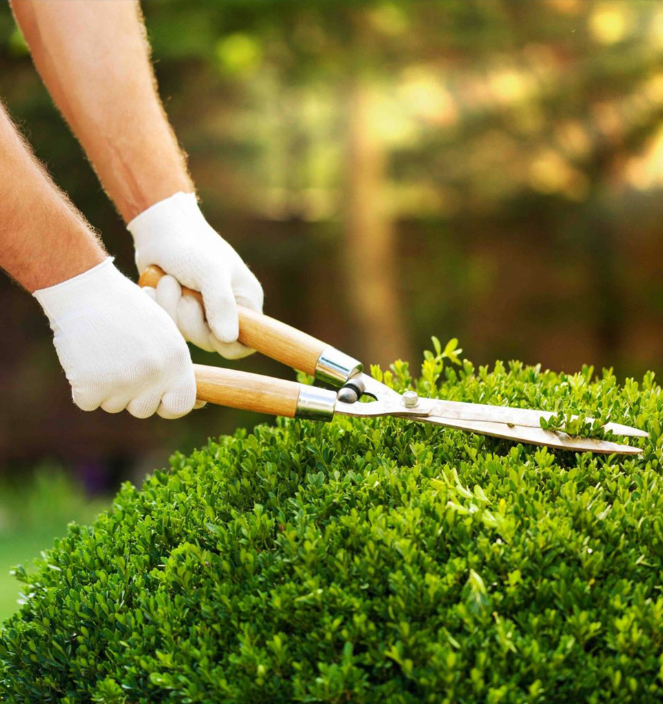 Gardener services Saudi Arabia trimming bush