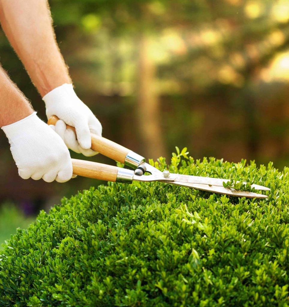 Landscaping Services Saudi Arabia pruning